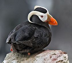 250px-Tufted_Puffin_Alaska_(cropped)